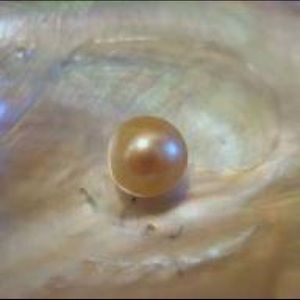 Meet your Posher, Pearl